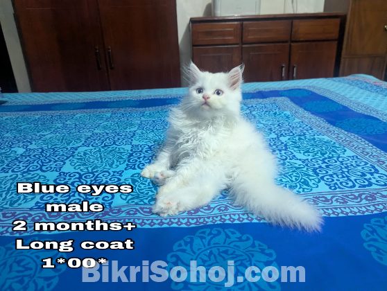 Persian blue eye male